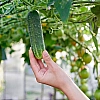 Огурцы стали самым подешевевшим продуктом в России по итогам апреля