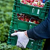 Россельхознадзор ограничит ввоз овощей, зелени и клубники из Армении