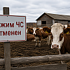 В Новосибирской области отменили режим ЧС из-за заболеваний домашнего скота