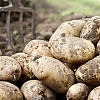Картофель стал самым подешевевшим социально значимым продуктом в России