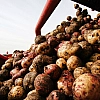 Российские ученые повысили урожайность картофеля на 15% с помощью трех беспилотников