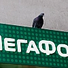 ФАС возбудила дело против «Мегафона» из-за рекламы услуги с упоминанием 5G