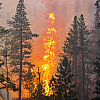 Площадь лесных пожаров в ЯНАО снова увеличилась