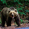 В США медведь пробрался в дом и напал на 80-летнюю женщину