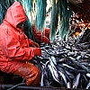 Россия рассчитывает увеличить экспорт рыбы по итогам 2026 года