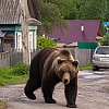 Минприроды Красноярского края заподозрили в халатности после гибели шести человек от нападений медведей