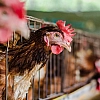 Продажи птицы в российских сельхозорганизациях снизились почти на 5% в сентябре
