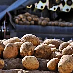 Россия остановила импорт картофеля из Грузии и сократила закупки из Китая