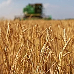 Мишустин: Урожай зерновых и других культур в 2025 году превысит прошлогодний уровень