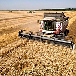 Уборочная кампания в России выходит на финиш: собрано более 145 млн тонн зерна