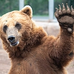 Апеннинские бурые медведи за века стали меньше и спокойнее из-за соседства с людьми
