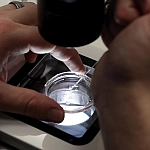 В Белоруссии предложили расширить программу ЭКО до двух бесплатных попыток