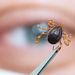 Эксперт заявил, что «африканские клещи» не приживутся в Подмосковье