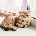 Ветеринар предупредила об опасности клещей для кошек и способах защиты