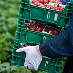 Россельхознадзор ограничит ввоз овощей, зелени и клубники из Армении