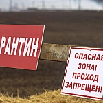 Травников сообщил о снятии карантина по пастереллезу в Новосибирской области