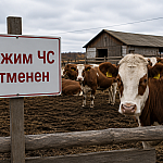 В Новосибирской области отменили режим ЧС из-за заболеваний домашнего скота