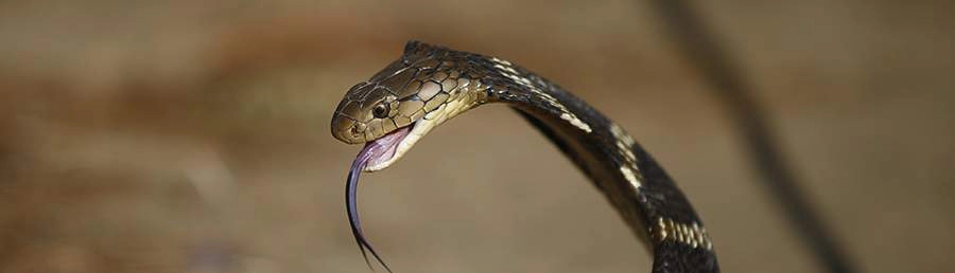 Малыш в Индии убил кобру