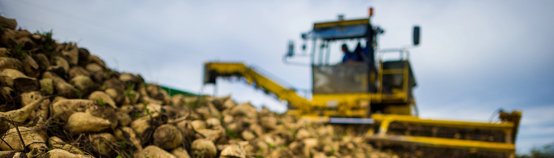 Снижение отгрузок сахарной свеклы в России: резкий упадок в 2023 году