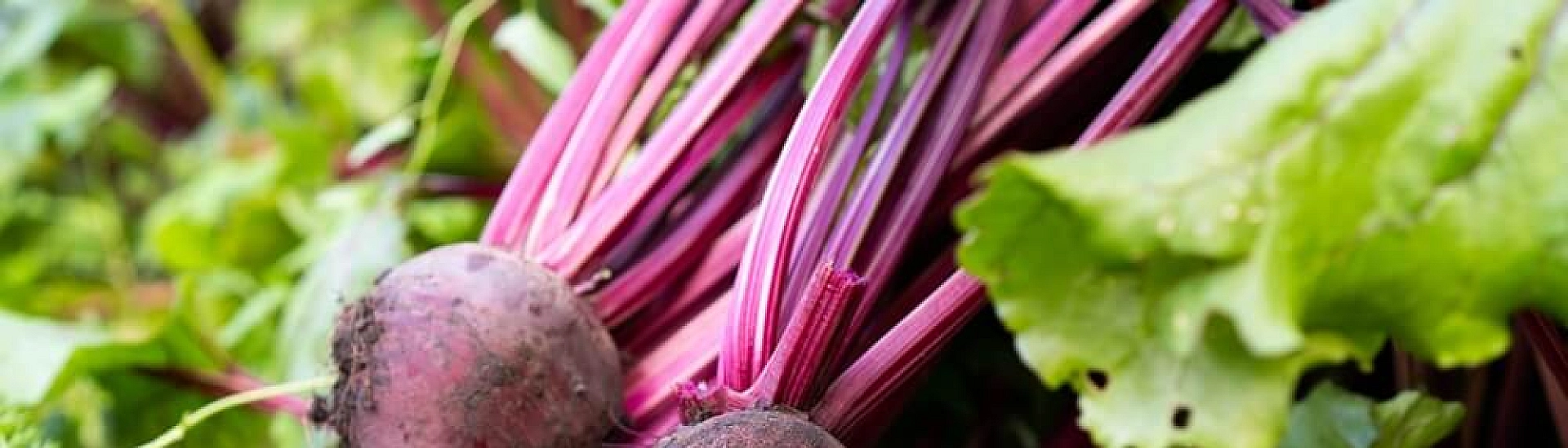 В РФ свекла подешевела на 26%