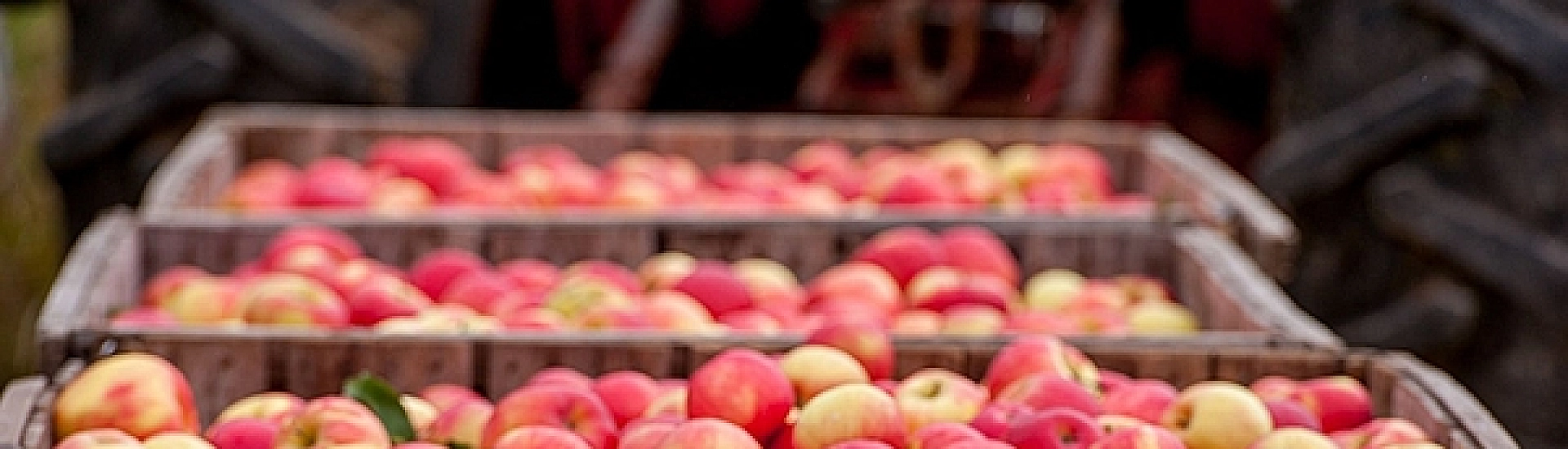 Грузия увеличила экспорт яблок в Россию более чем в шесть раз