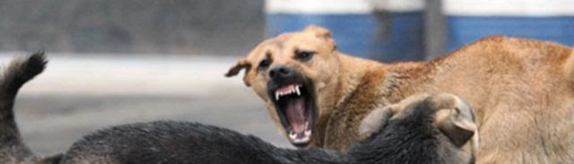 Елена Николаева рассказала о встрече с бездомными собаками у «Черкизона»