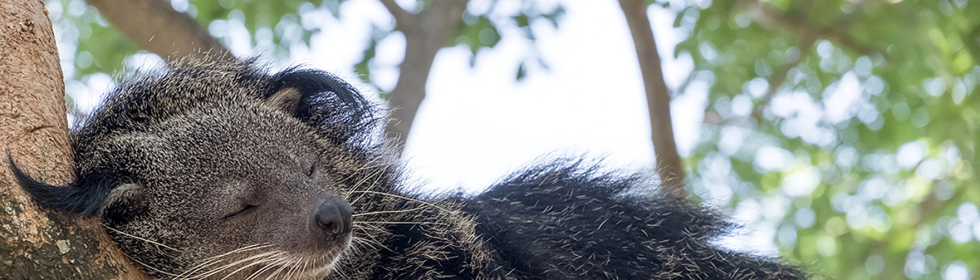 В резиденции Деда Мороза поселились экзотические бинтуронги Тима и Тома