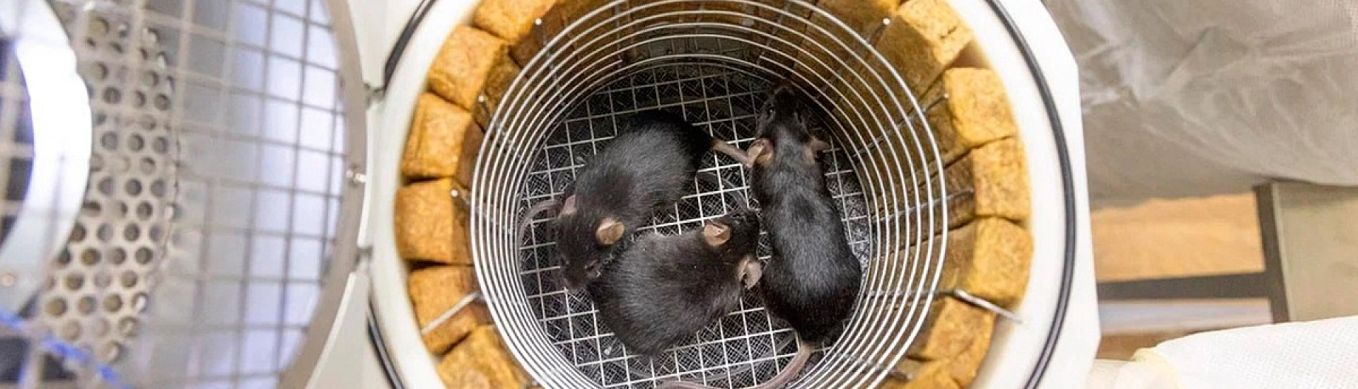 «Бион-М» №2 с мышами вернется на Землю 19 сентября