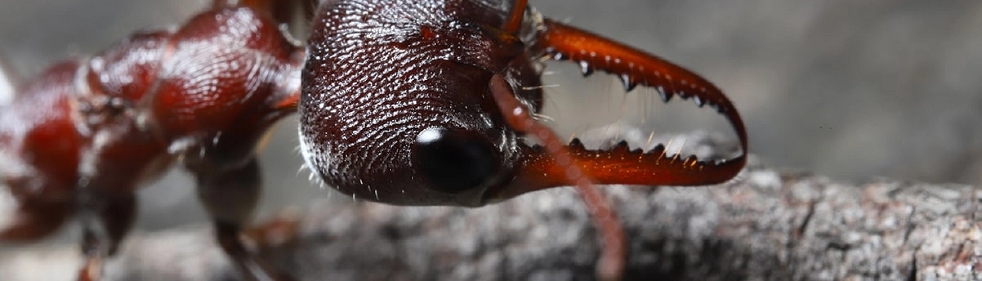 Ученые подтвердили эффективность древнего рецепта йогурта с живыми муравьями