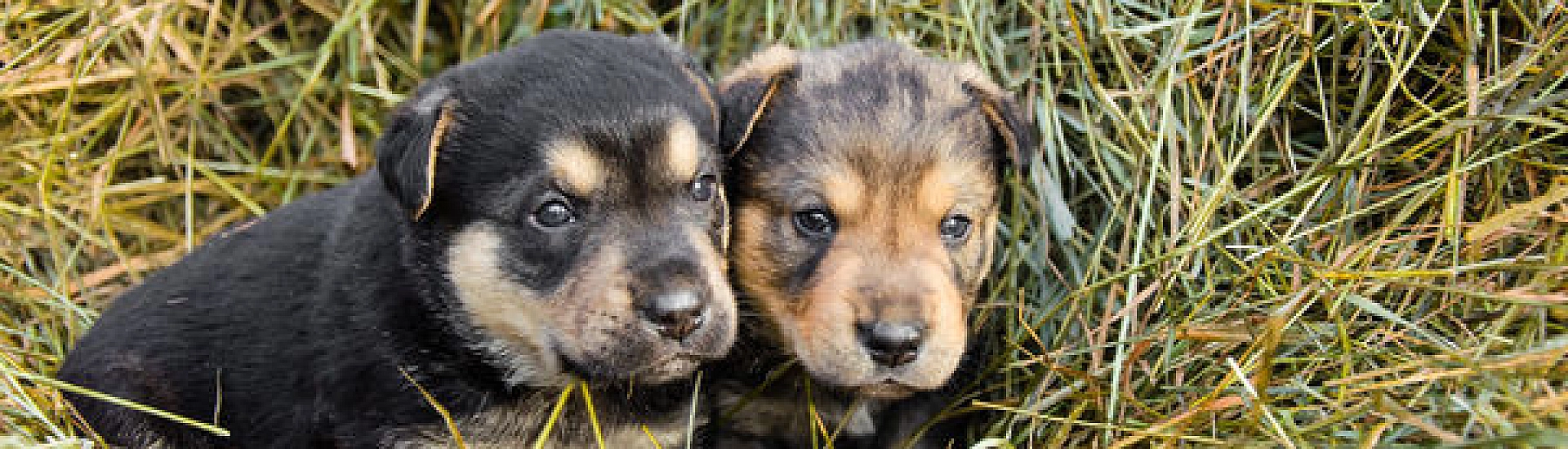 В Красноярске женщина выбросила из окна семерых щенков