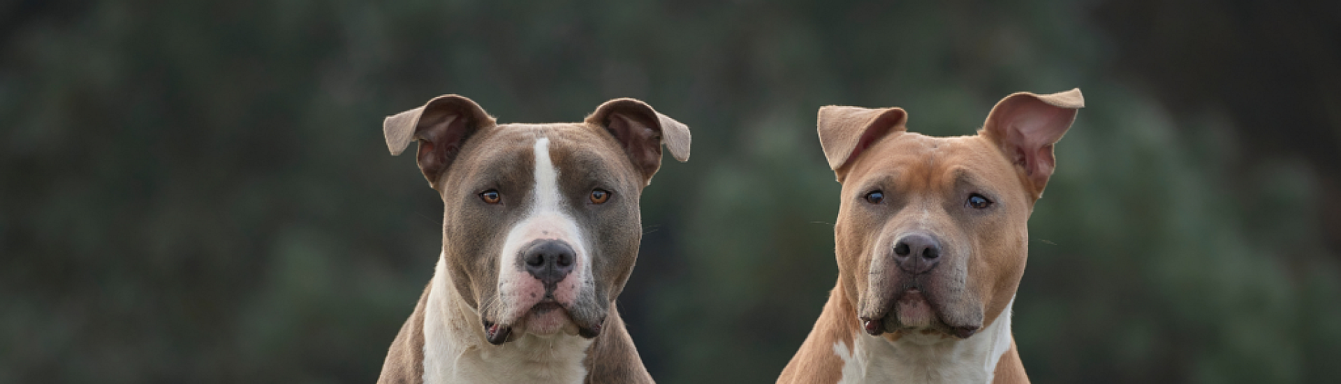 Петербурженка подала в суд после нападения стаффордширского терьера на ее чихуахуа