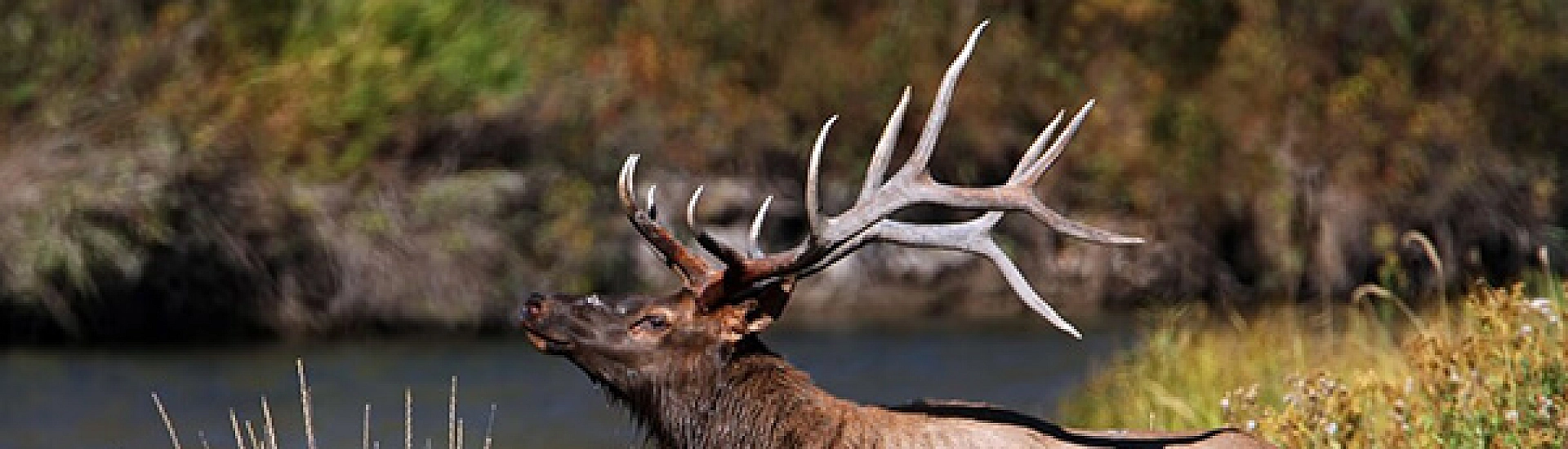 В Чите возбуждено дело о халатности после гибели сотрудника зоопитомника