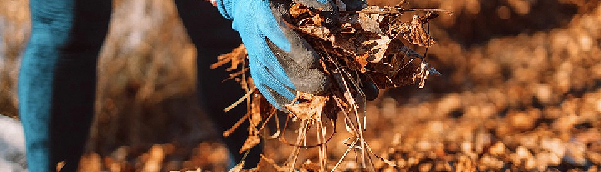 Дачникам посоветовали укрывать корни плодовых деревьев опавшей листвой