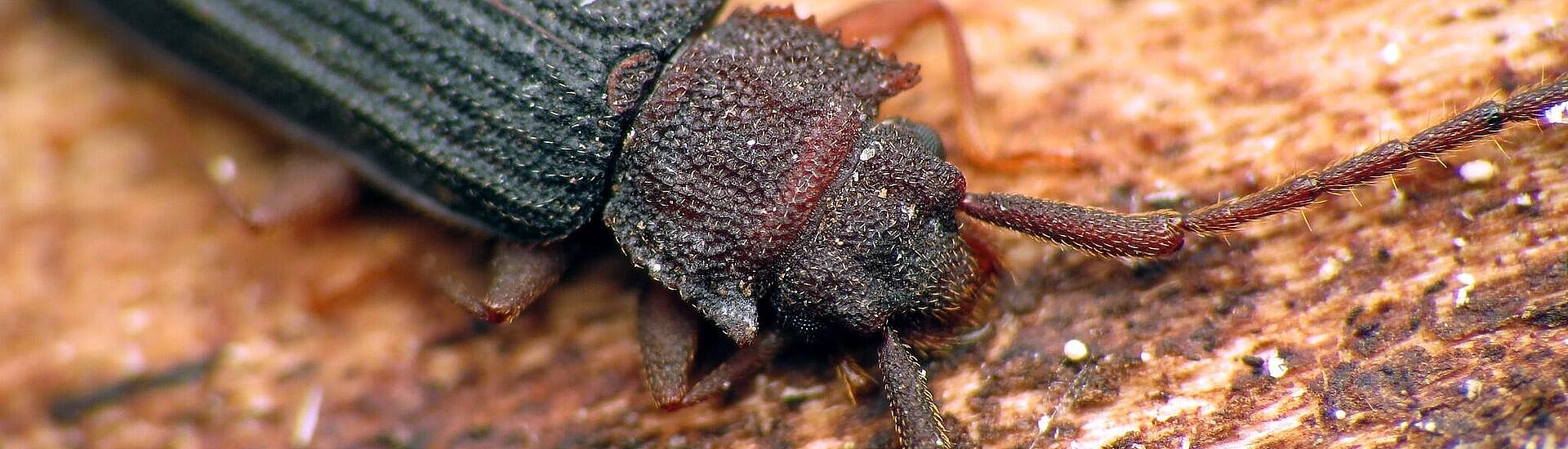 В Уфе вырубят более гектара хвойного леса из-за заражения короедом-типографом