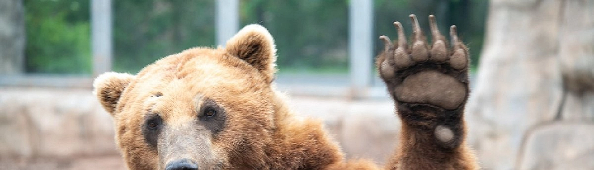 Апеннинские бурые медведи за века стали меньше и спокойнее из-за соседства с людьми