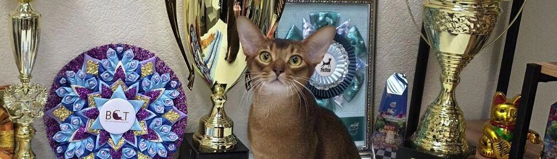 Абиссинский кот Далмор покорил экспертов и возглавил мировой рейтинг