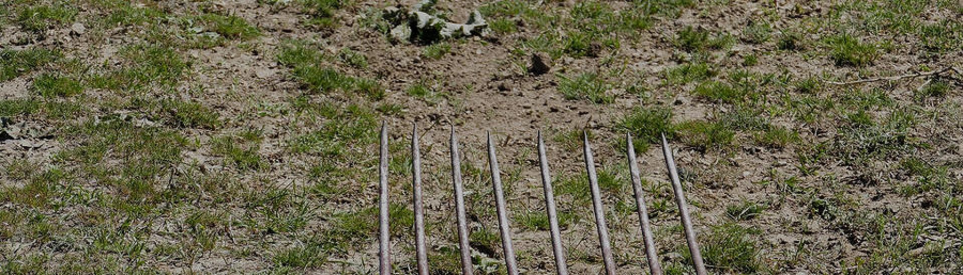 В Забайкалье женщина убила волка, проникшего во двор частного дома