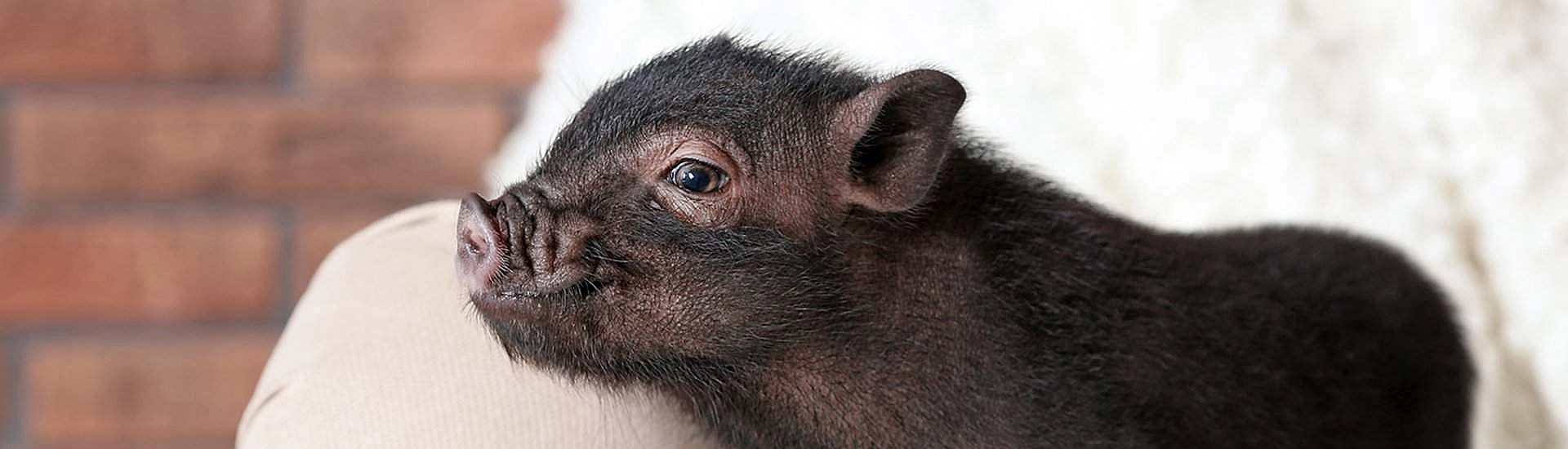 Жительница Уфы спасла минипига от забоя после истории на Рублёвке