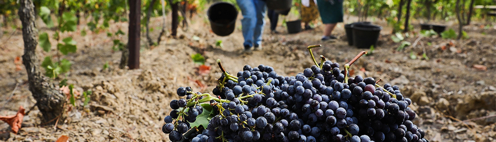 Кабардино-Балкария стала лидером по росту производства вина в России