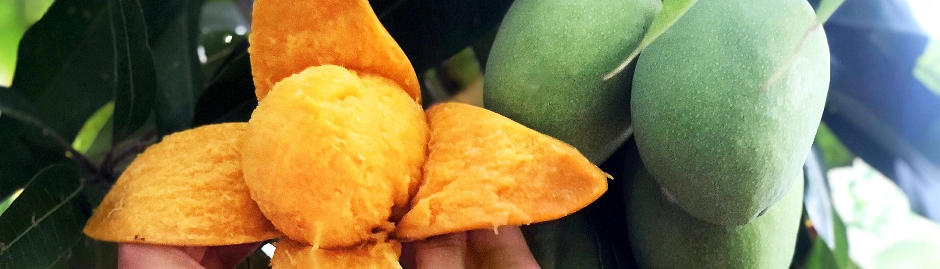 Ученые из Таиланда выявили противовоспалительный эффект мангового пюре у спортсменов