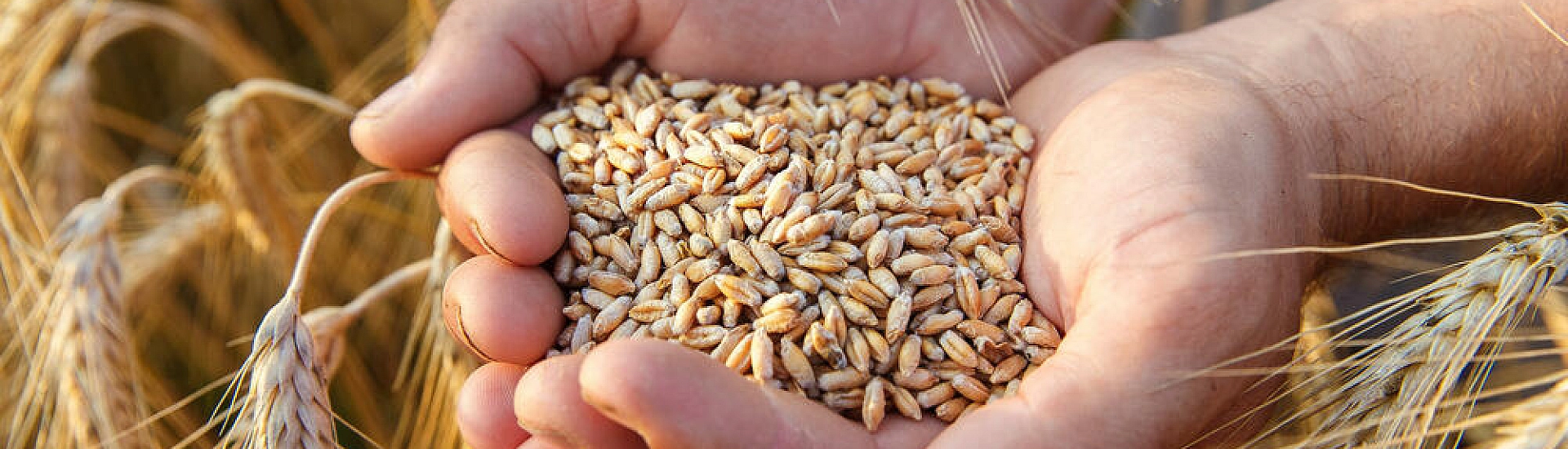 Рязанские повара начали экспериментировать с блюдами из древней пшеницы однозернянки