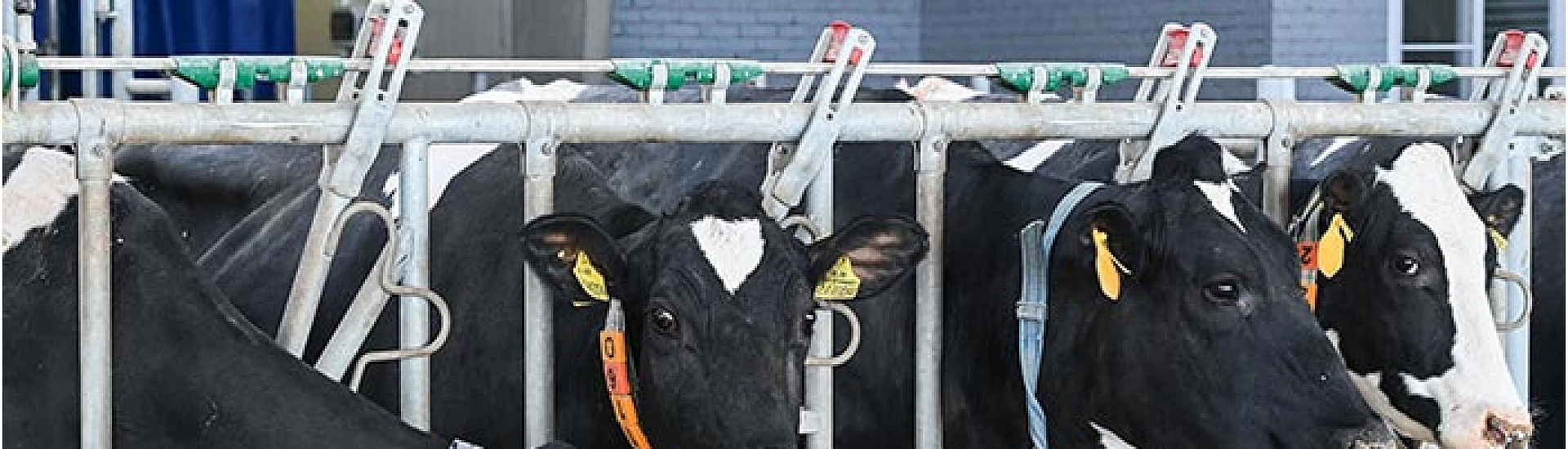 Минсельхоз прогнозирует рентабельность молочного скотоводства на уровне 22% по итогам 2025 года