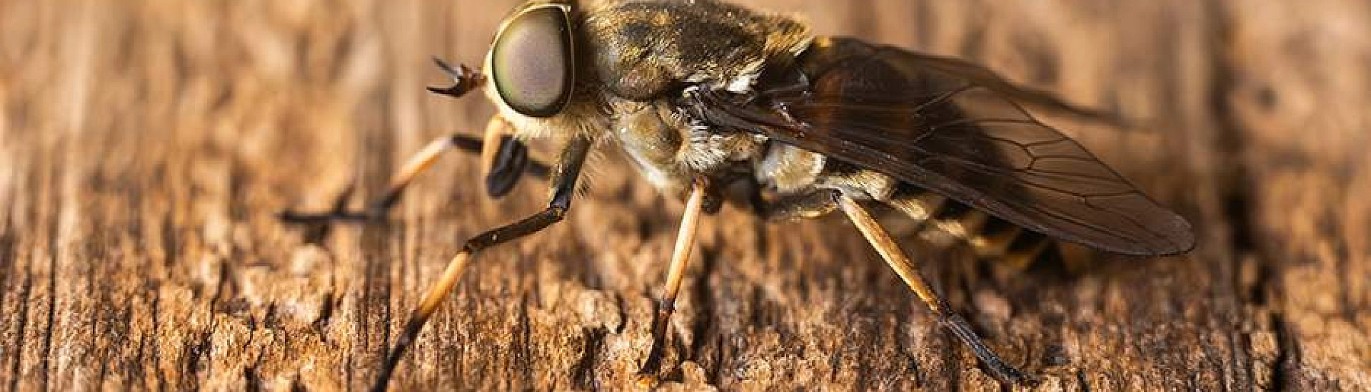 Биолог предупредила о возможном раннем появлении слепней из-за теплого марта