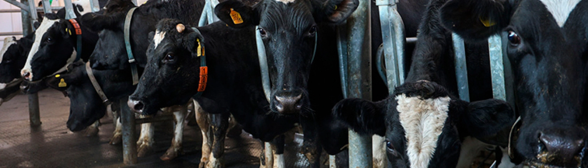 В Новосибирской области пересмотрят правила содержания скота после вспышек заболеваний