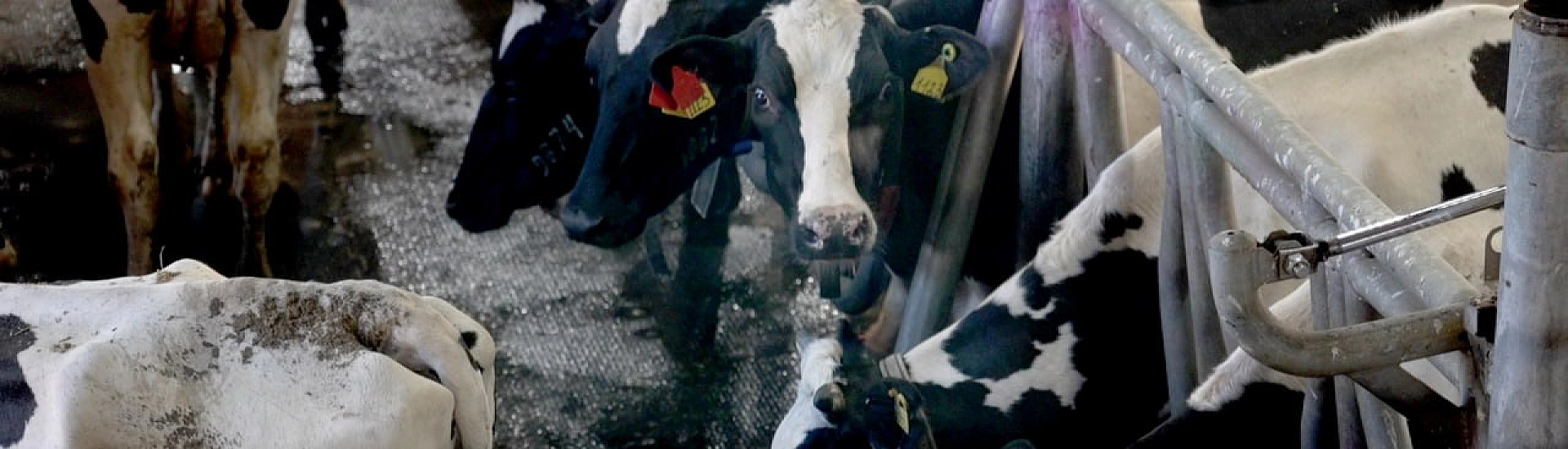 В Новосибирской области почти 200 семей получили выплаты за изъятие скота