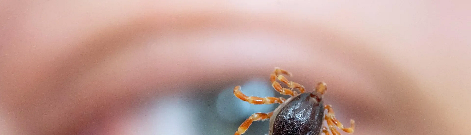 Эксперт заявил, что «африканские клещи» не приживутся в Подмосковье