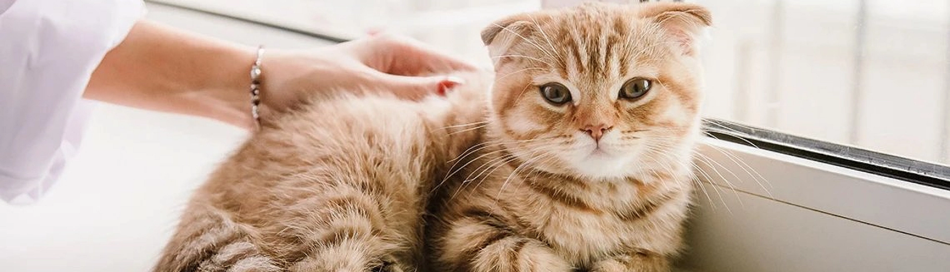 Ветеринар предупредила об опасности клещей для кошек и способах защиты