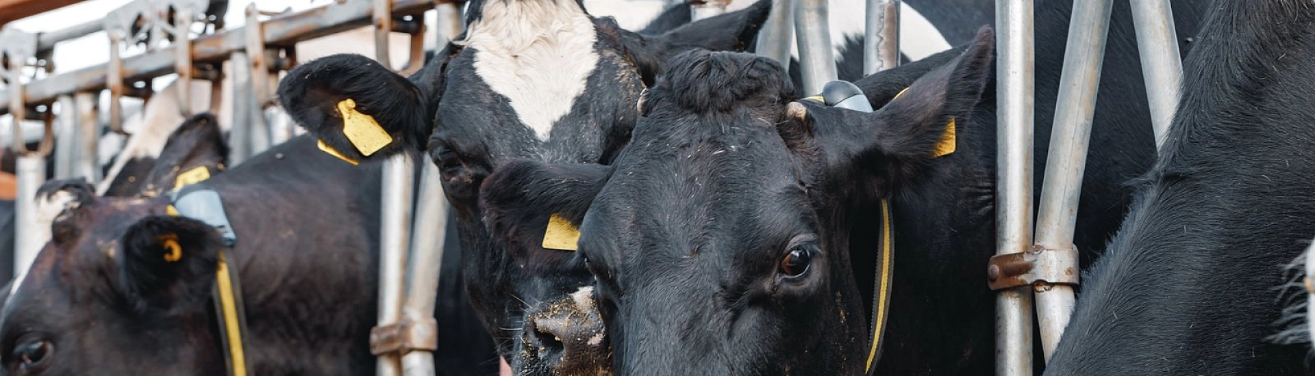 Пострадавшие от эпизоотии в Новосибирской области получили выплаты за апрель