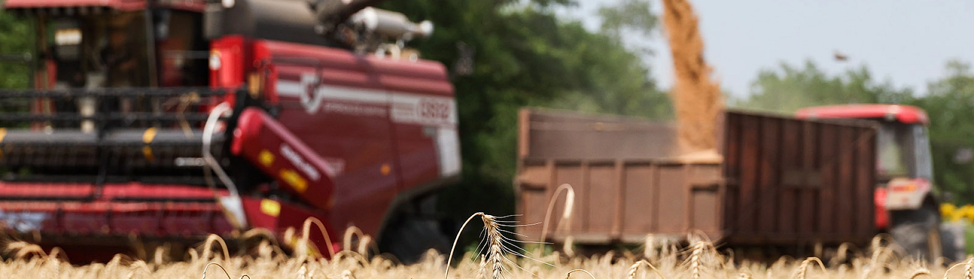 Цены на пшеницу в России упали более чем на 18% на фоне избытка предложения