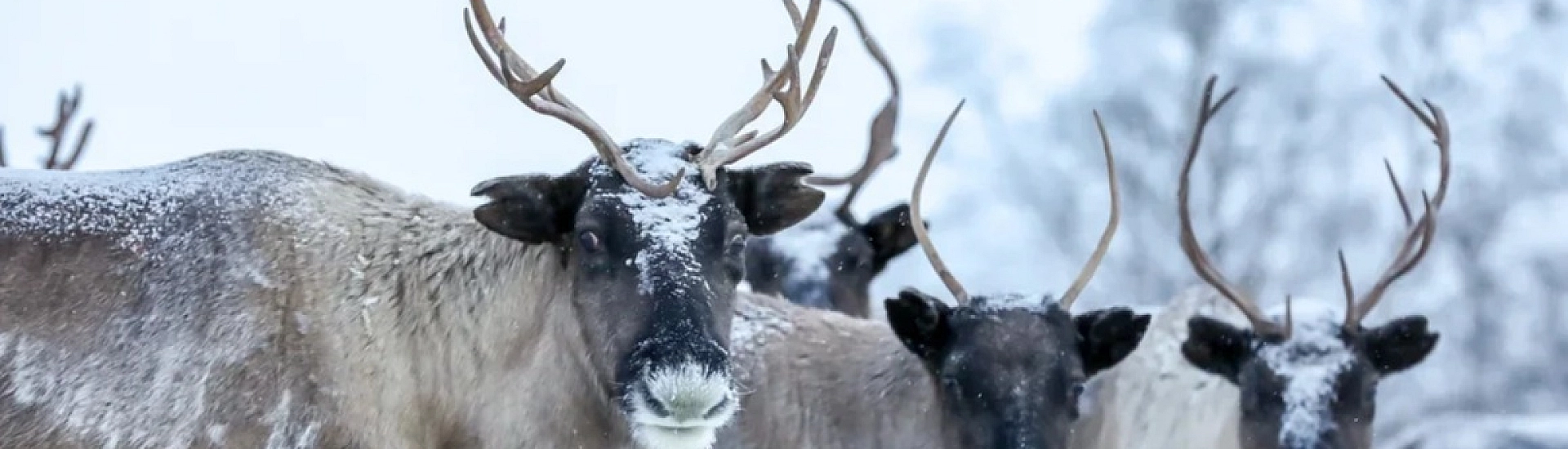Минприроды опровергло слухи о легализации охоты на краснокнижных животных